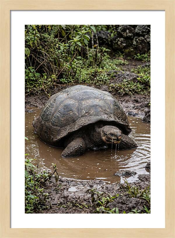 Serenity Of The Galapagos Tortoise