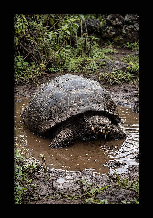 Serenity Of The Galapagos Tortoise