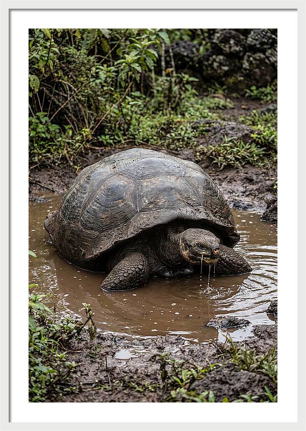 Serenity Of The Galapagos Tortoise
