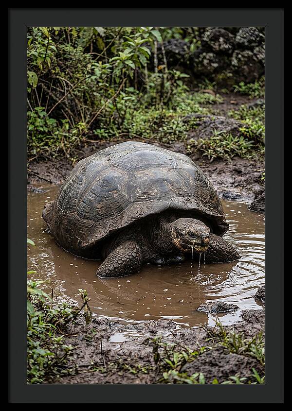 Serenity Of The Galapagos Tortoise