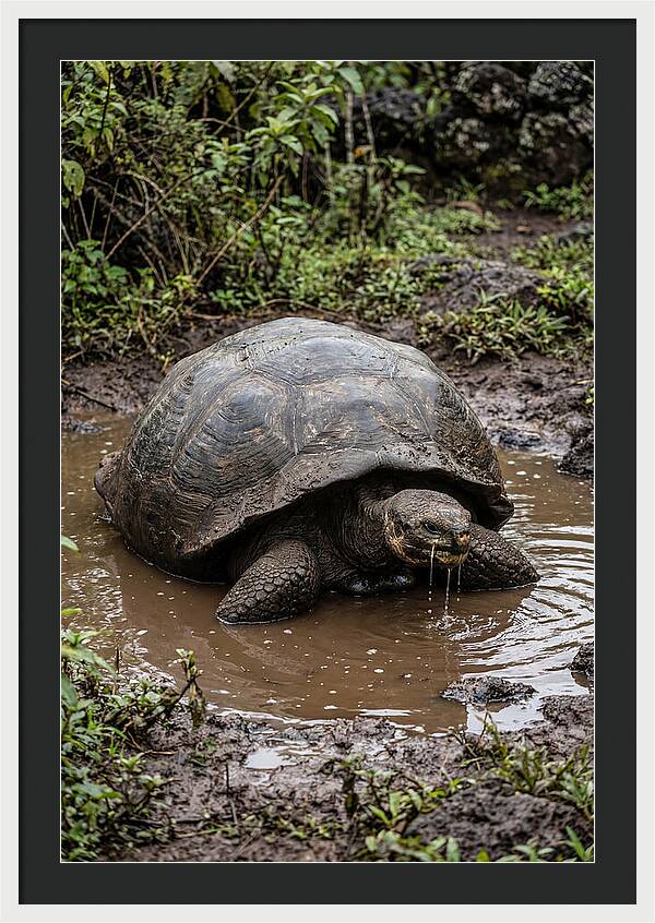 Serenity Of The Galapagos Tortoise