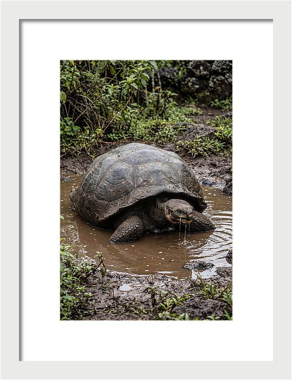 Serenity Of The Galapagos Tortoise