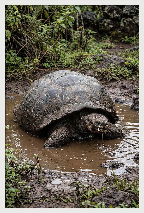 Serenity Of The Galapagos Tortoise