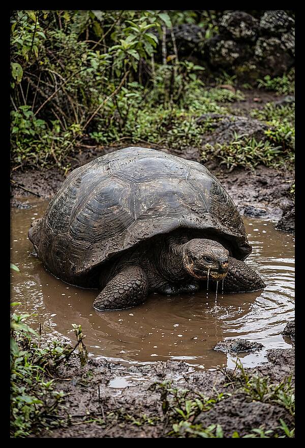 Serenity Of The Galapagos Tortoise