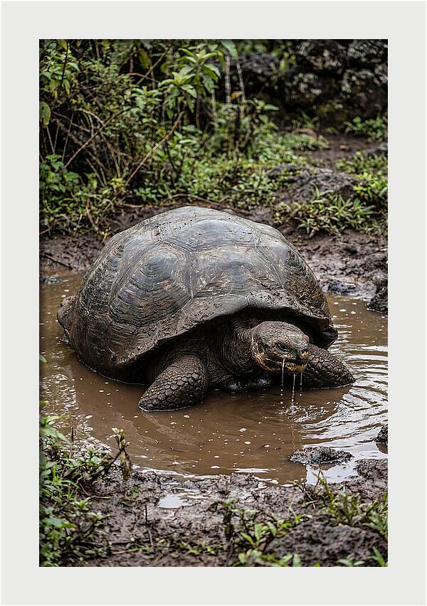 Serenity Of The Galapagos Tortoise
