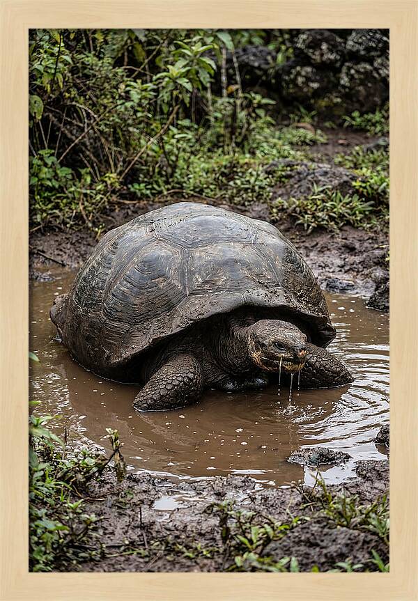 Serenity Of The Galapagos Tortoise