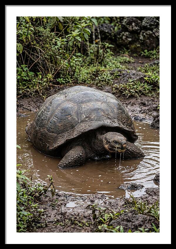 Serenity Of The Galapagos Tortoise