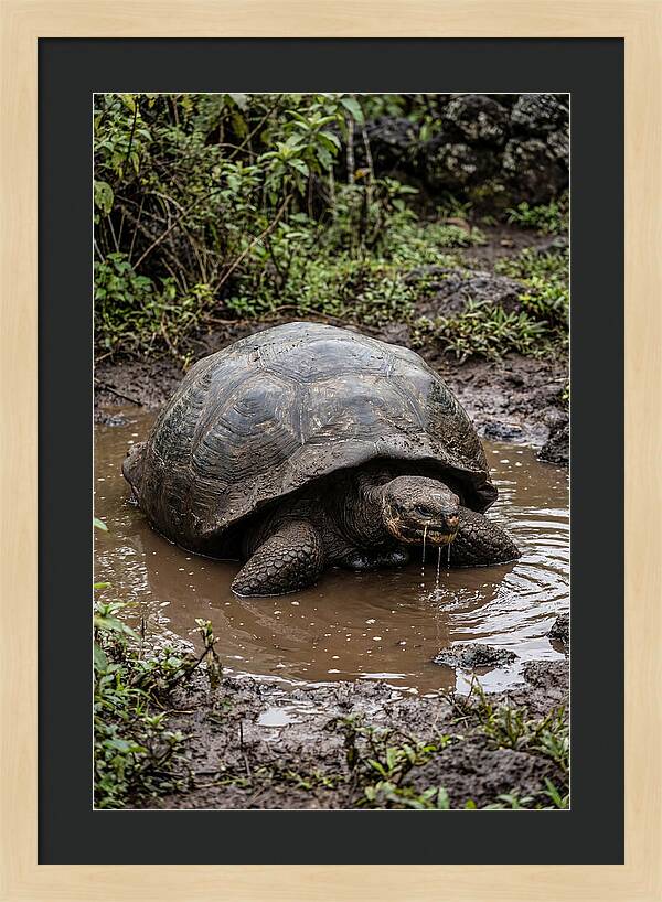 Serenity Of The Galapagos Tortoise