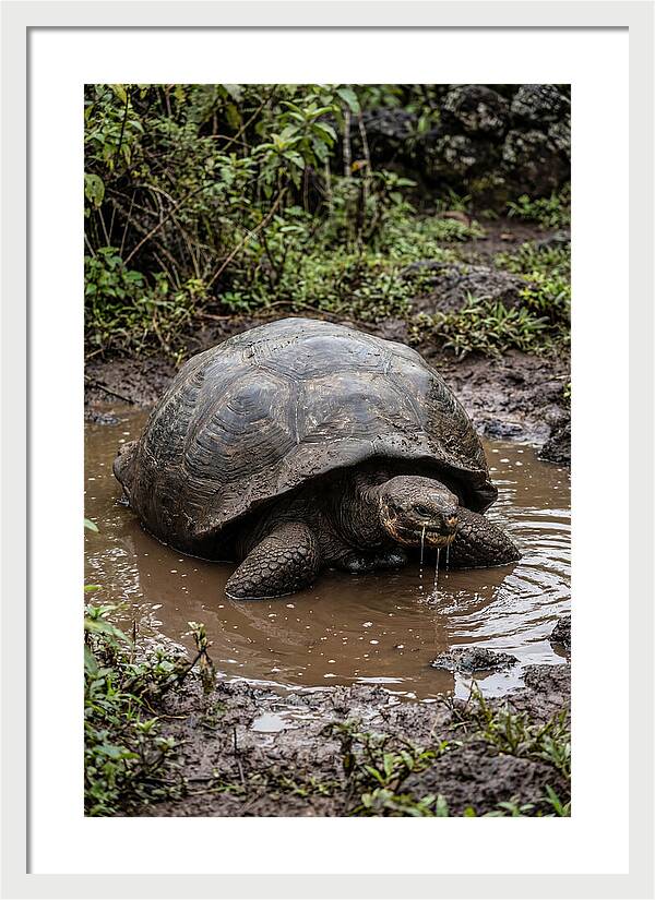 Serenity Of The Galapagos Tortoise
