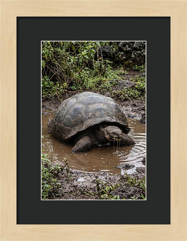 Serenity Of The Galapagos Tortoise