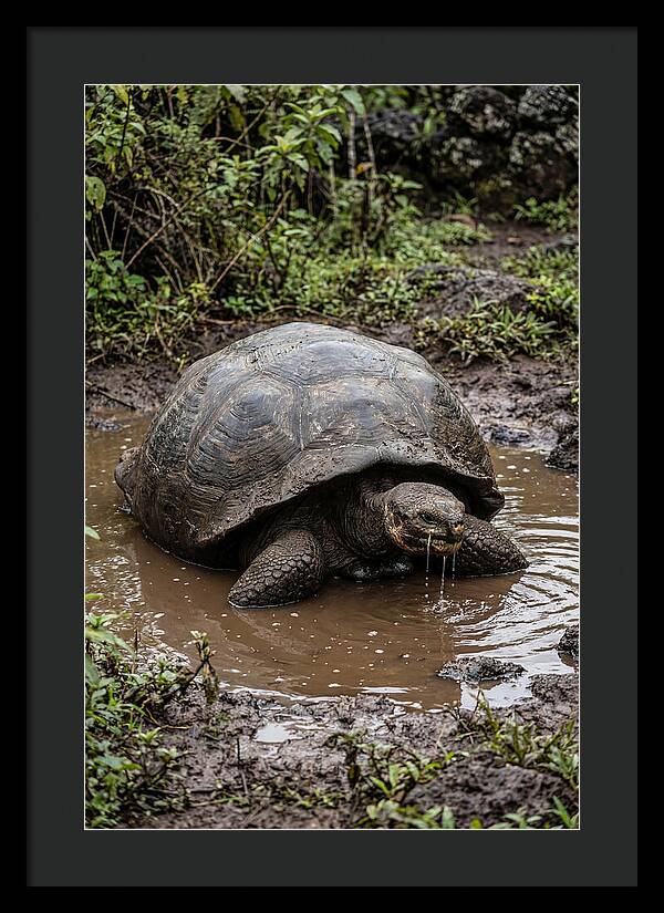 Serenity Of The Galapagos Tortoise