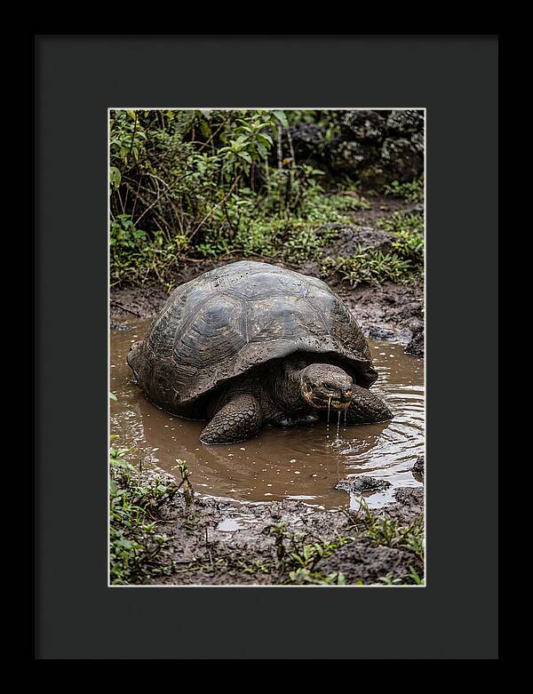 Serenity Of The Galapagos Tortoise