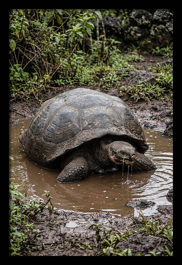 Serenity Of The Galapagos Tortoise
