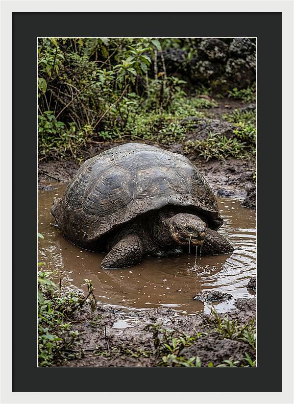 Serenity Of The Galapagos Tortoise