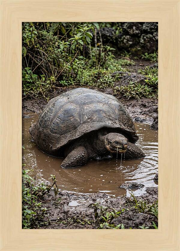 Serenity Of The Galapagos Tortoise