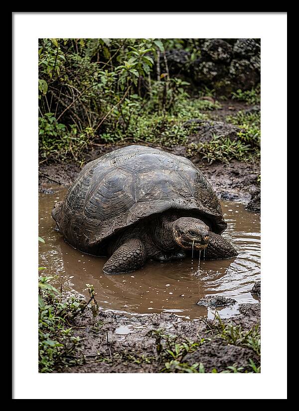 Serenity Of The Galapagos Tortoise