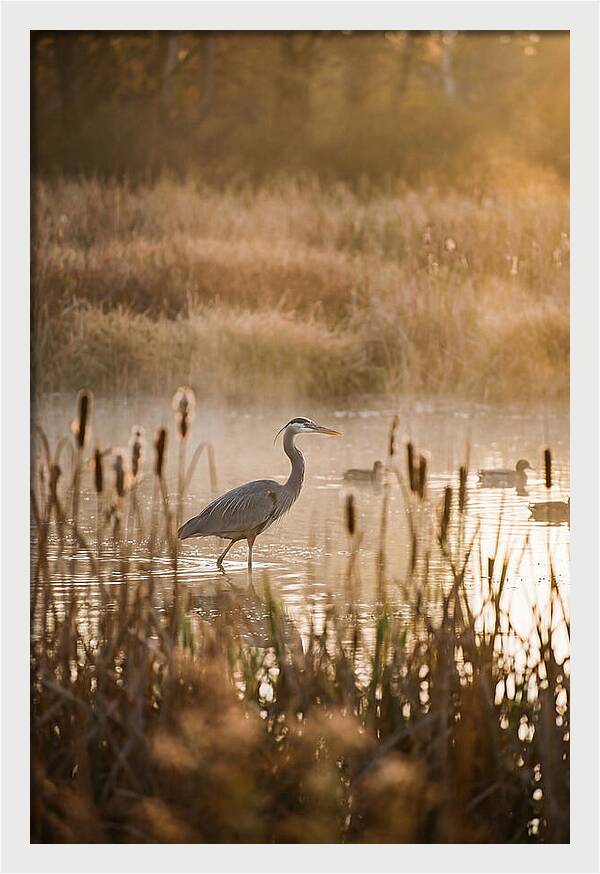 Serenity Of The Okavango Delta