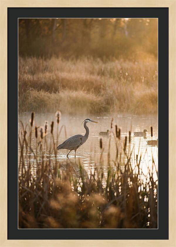 Serenity Of The Okavango Delta
