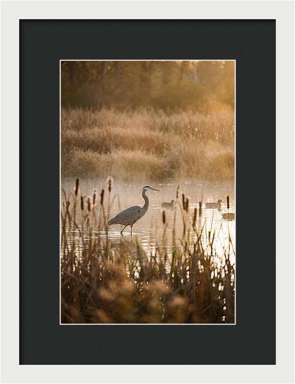 Serenity Of The Okavango Delta