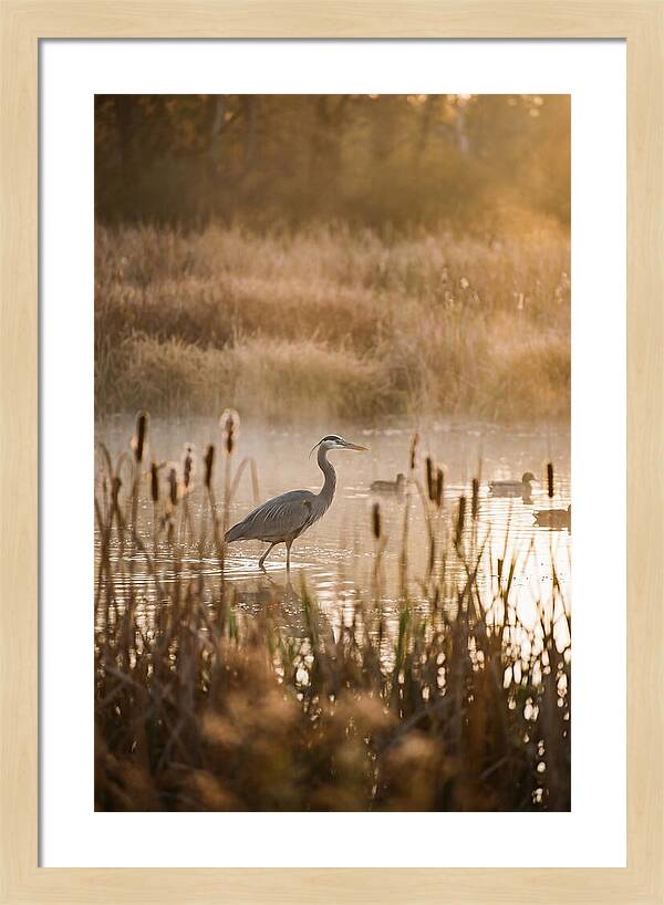 Serenity Of The Okavango Delta