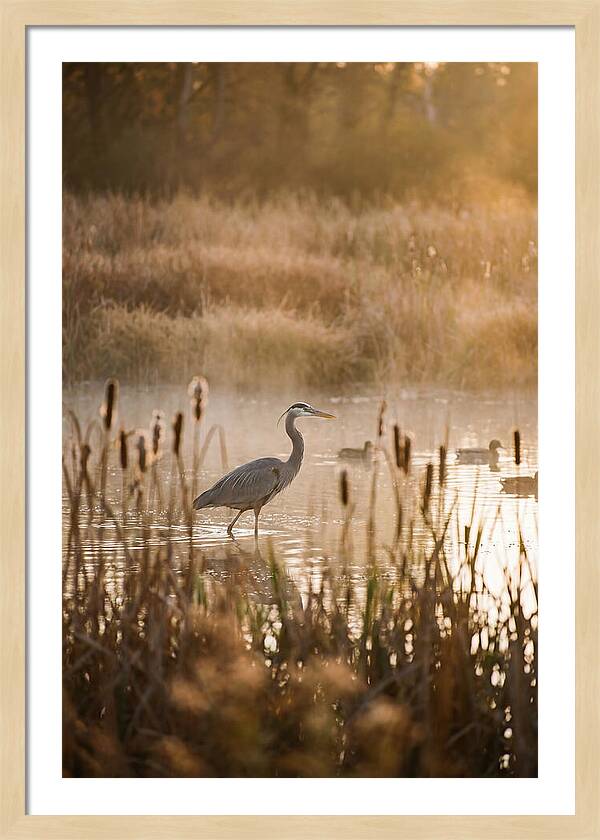 Serenity Of The Okavango Delta