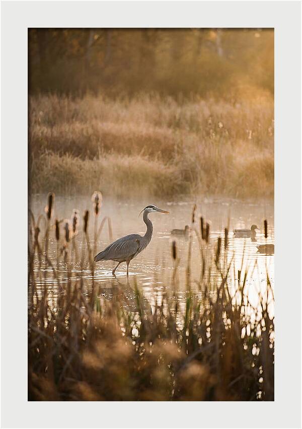 Serenity Of The Okavango Delta