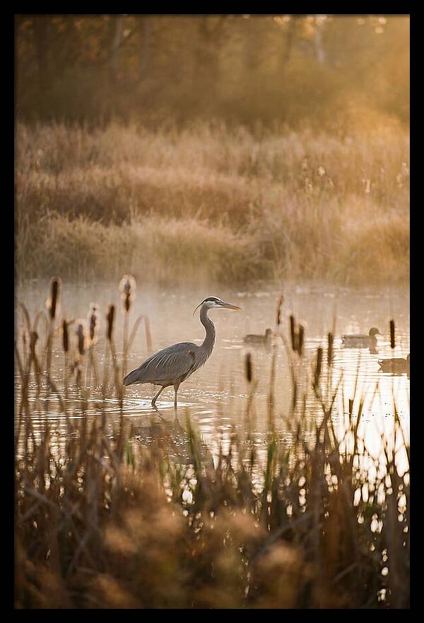 Serenity Of The Okavango Delta