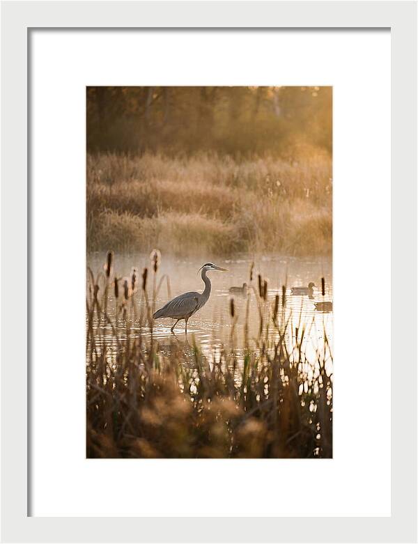 Serenity Of The Okavango Delta