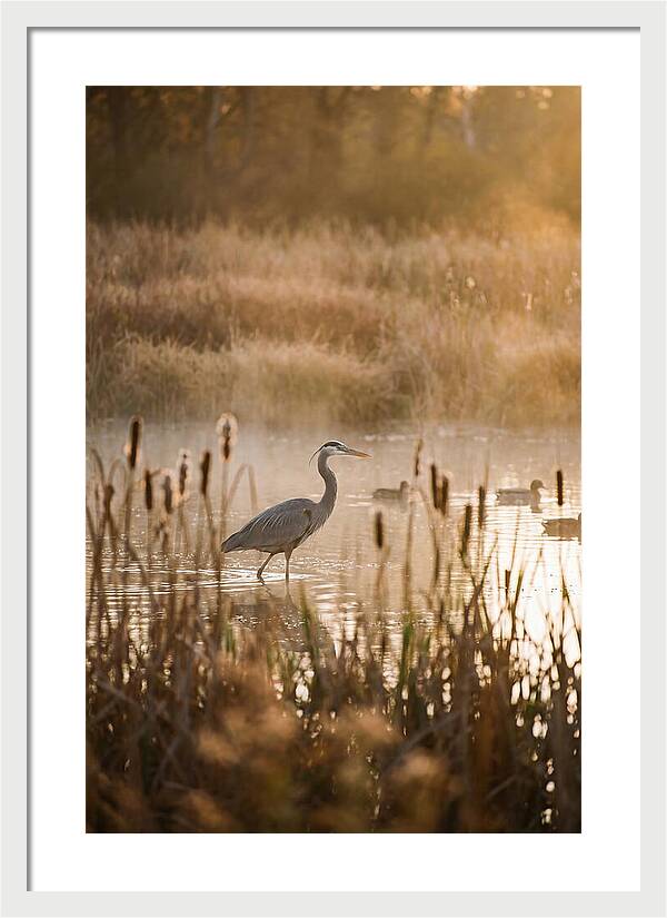 Serenity Of The Okavango Delta