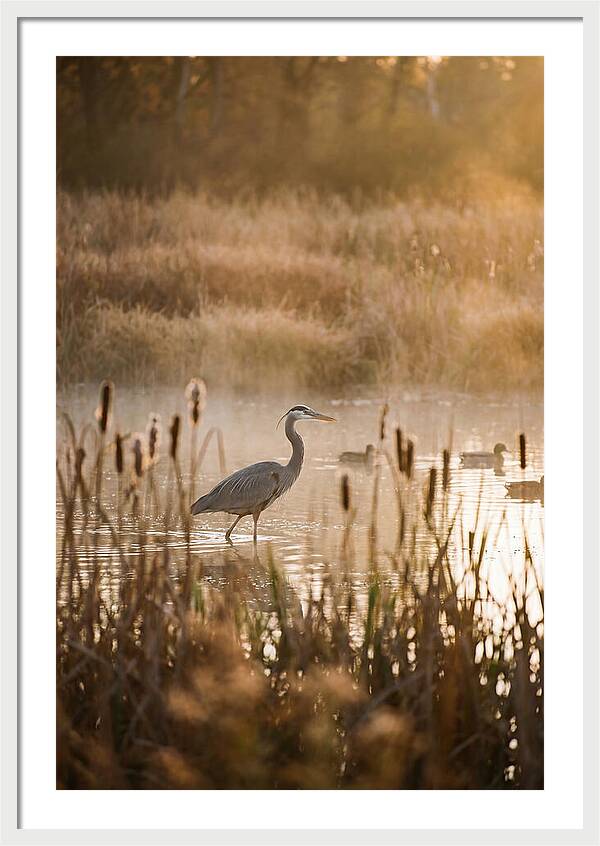 Serenity Of The Okavango Delta