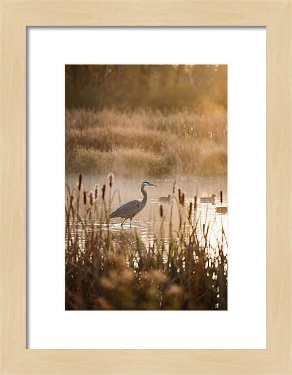 Serenity Of The Okavango Delta