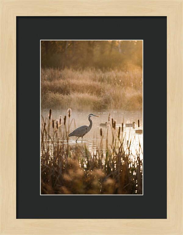 Serenity Of The Okavango Delta