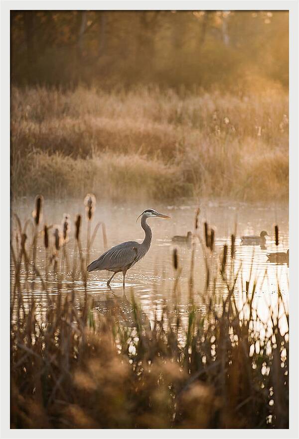 Serenity Of The Okavango Delta
