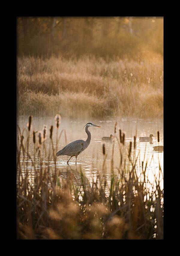 Serenity Of The Okavango Delta