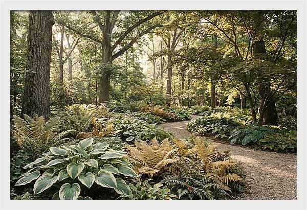 Shade Garden Serenity