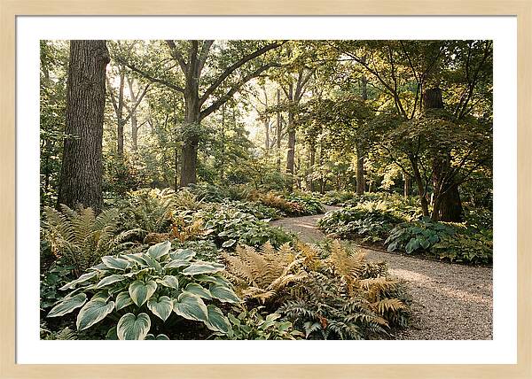 Shade Garden Serenity