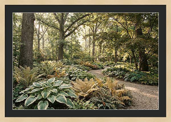 Shade Garden Serenity