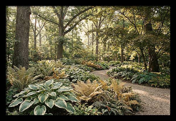 Shade Garden Serenity