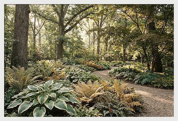 Shade Garden Serenity