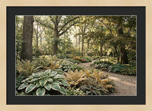Shade Garden Serenity