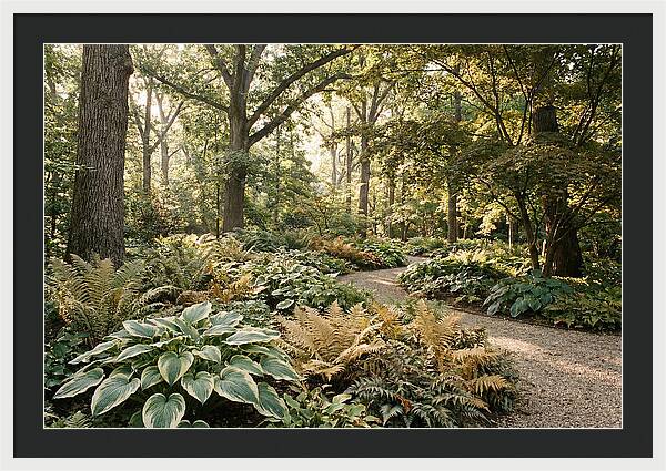 Shade Garden Serenity
