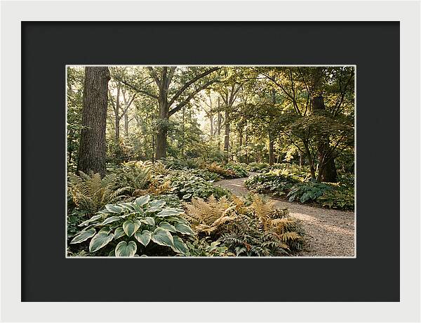 Shade Garden Serenity