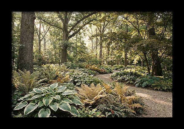 Shade Garden Serenity