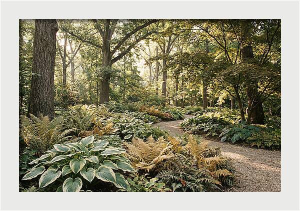 Shade Garden Serenity