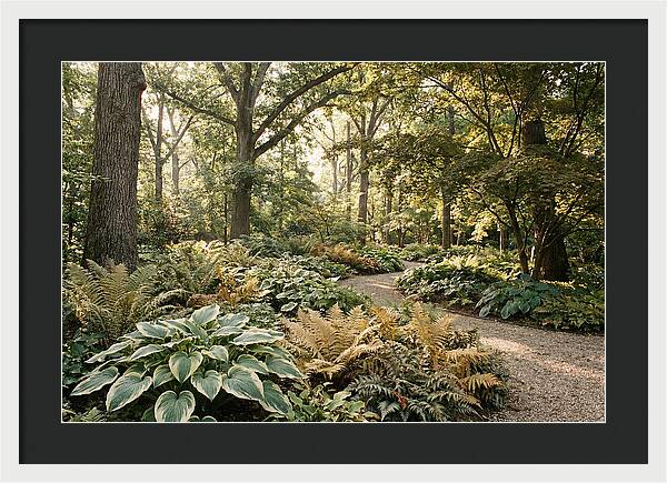 Shade Garden Serenity