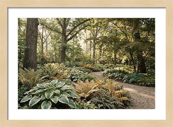 Shade Garden Serenity