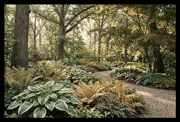 Shade Garden Serenity