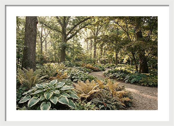 Shade Garden Serenity
