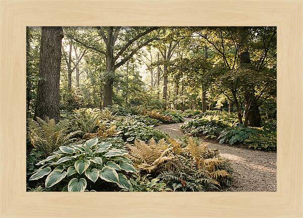 Shade Garden Serenity