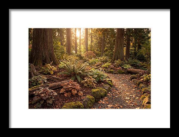 Shade Garden Under Tall Trees